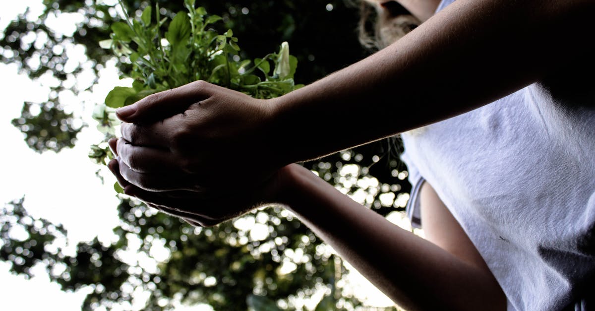 Plantation d’arbres : Guide étape par étape pour un jardin durable
