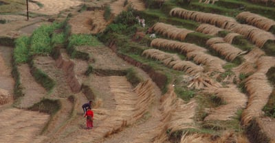Agriculture régénérative : des pratiques durables pour nourrir la planète