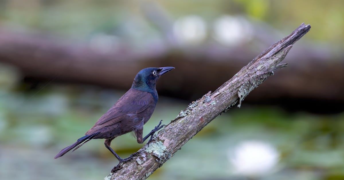 Initiative de biodiversité : comment protéger notre écosystème efficacement