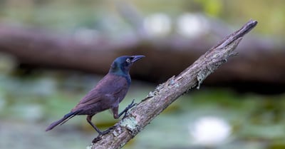Initiative de biodiversité : comment protéger notre écosystème efficacement