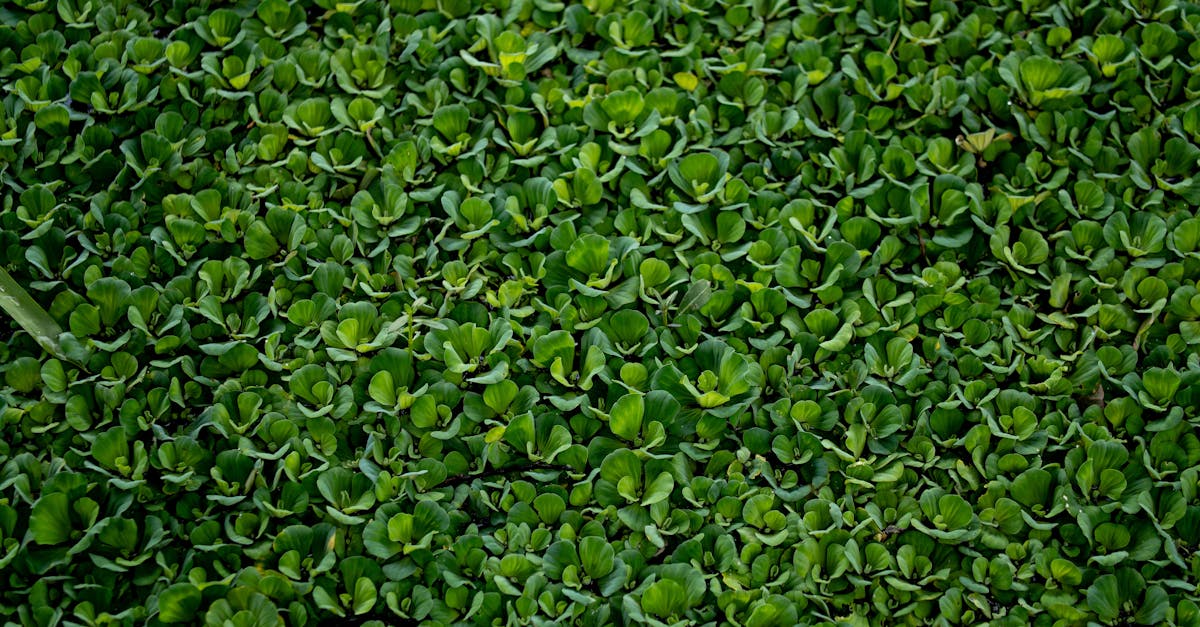 Gouvernance écologique : enjeux et stratégies pour un avenir durable