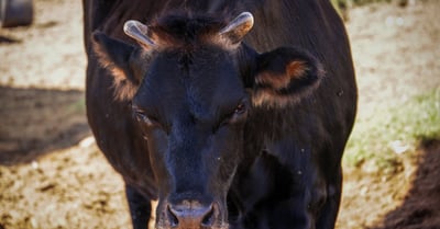 Cultures durables : Les meilleures pratiques pour un avenir écologique