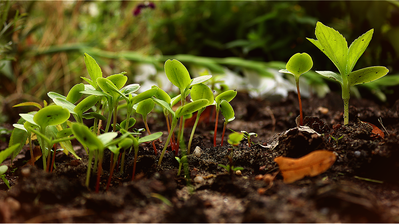 Potager urbain permaculture : les clés pour cultiver efficacement en ville