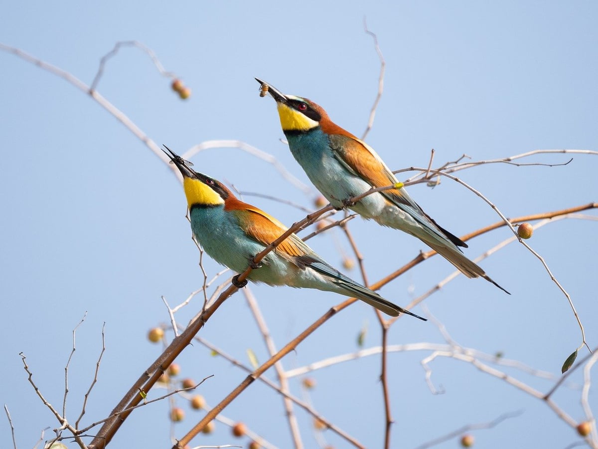 Comprendre l’importance de l’habitat écologique pour la biodiversité