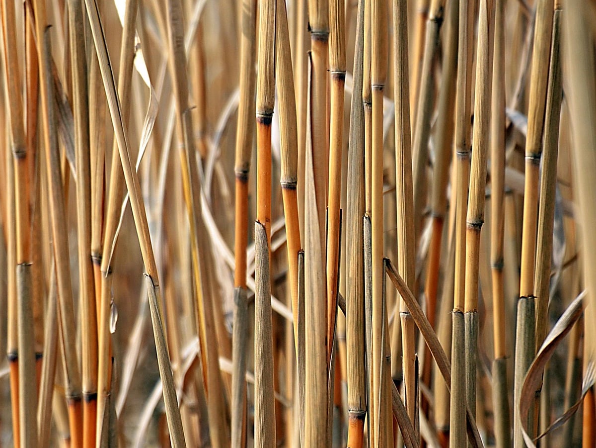 Comprendre l’énergie biomass : une alternative durable
