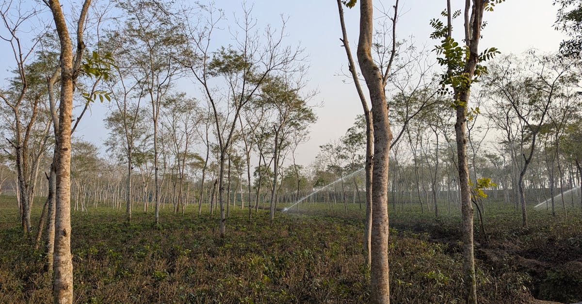 Efforts de conservation : stratégies et initiatives pour protéger notre biodiversité